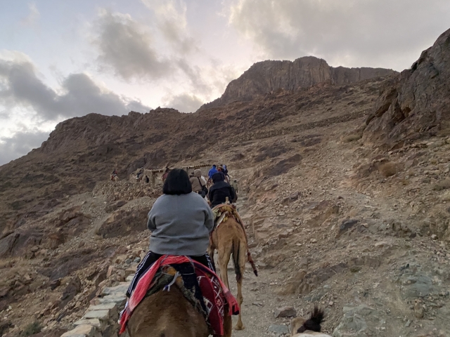 한국 순례단이 지난 1일 이집트 시내산에서 낙타를 타고 등정하고 있다.