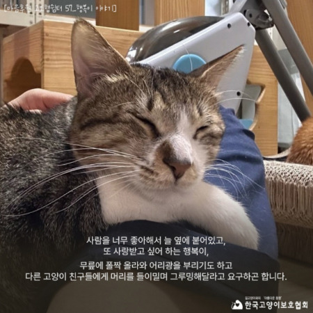 2018년에 일산 킨텍스 전시장 기둥 뒤에서 구조된 뒤, 5살이 된 행복이. 앞으로도 행복이의 건강한 쉼터 생활을 바라고 응원하며. 협회에선 모금을 통해, 쉼터 고양이들의 정기 검진을 해주고 있다./사진=한국고양이보호협회