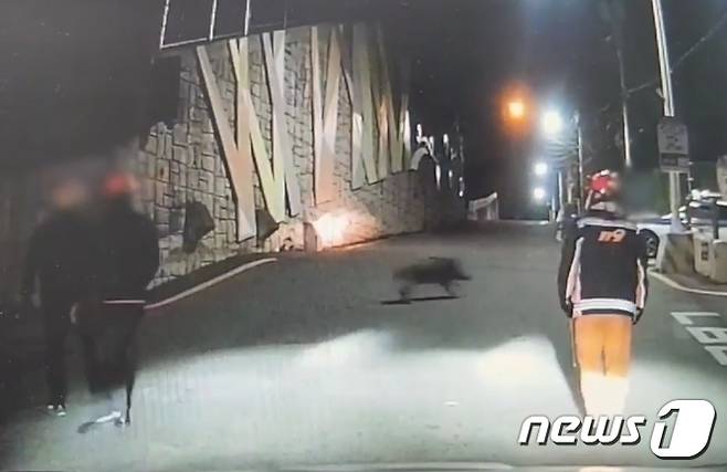 부산 부산진구 초읍동에 출몰한 멧돼지의 모습.(부산경찰청 제공)