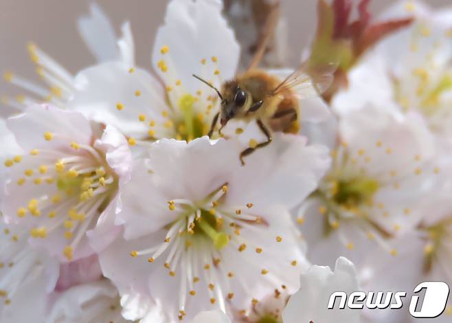 제주시 이호동 한 주택에 만개한 벚꽃에 꿀벌이 꿀을 따기 위해 날아들고 있다.2019.3.12./뉴스1 ⓒ News1