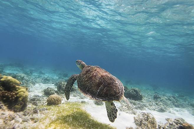 보홀 발리카삭 수중 생태