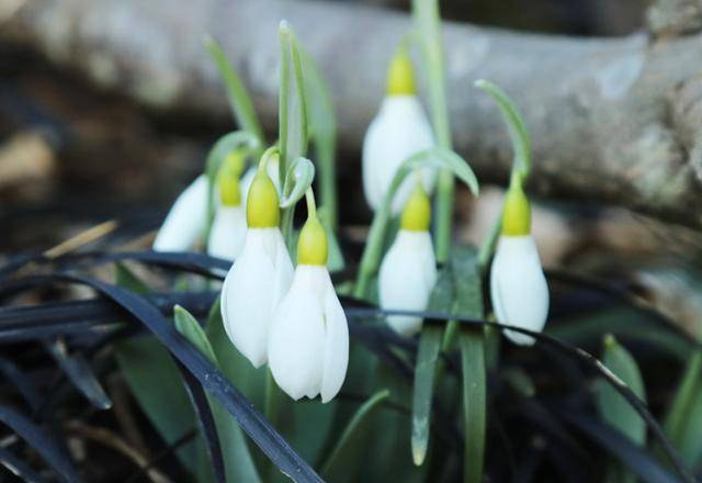 천리포수목원의 설강화.