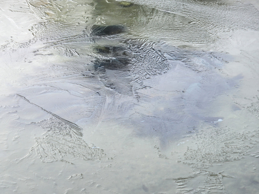 하남 시내를 관통하는 덕풍천에 겨울을 나기 위한 잉어떼들이 몰려 있다. 강영호기자