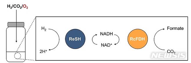 [광주=뉴시스]산소 조건에서의 수소화효소(ReSH), 포름산탈수소효소(RcFDH)의 2중효소 복합반응을 통한 수소에서 개미산으로의 전환 과정