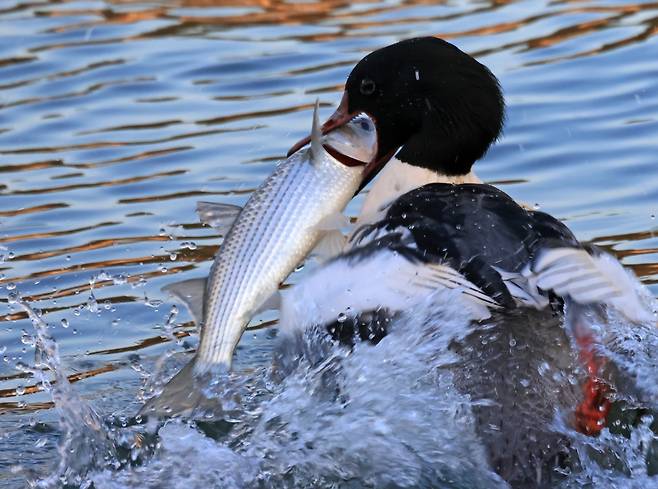 비오리가 커다란 숭어를 잡았다 [촬영 유형재]
