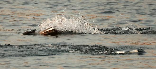 물고기 빠르게 추격하는 비오리 [촬영 유형재]