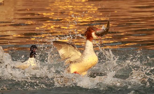 숭어 잡은 비오리 [촬영 유형재]