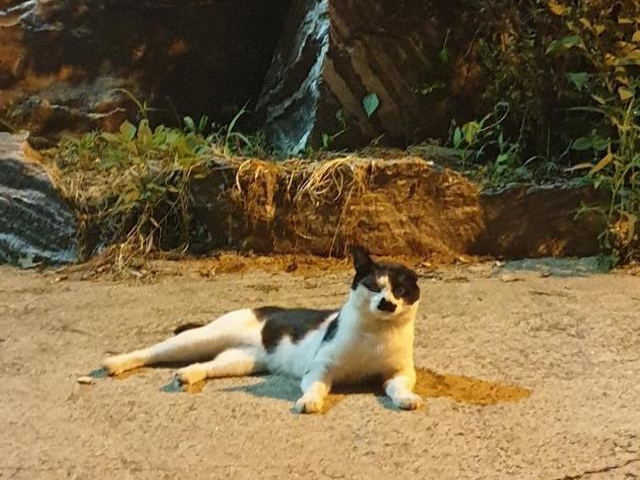 서울 동작구 재개발 아파트 단지 흑석9구역은 철거를 앞두고 있어 고양이 이주가 시급한 상황이다. 이승희씨 제공