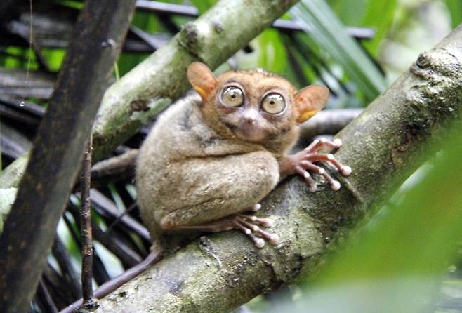 세계에서 제일 작은 영장류 중 하나인 안경원숭이.