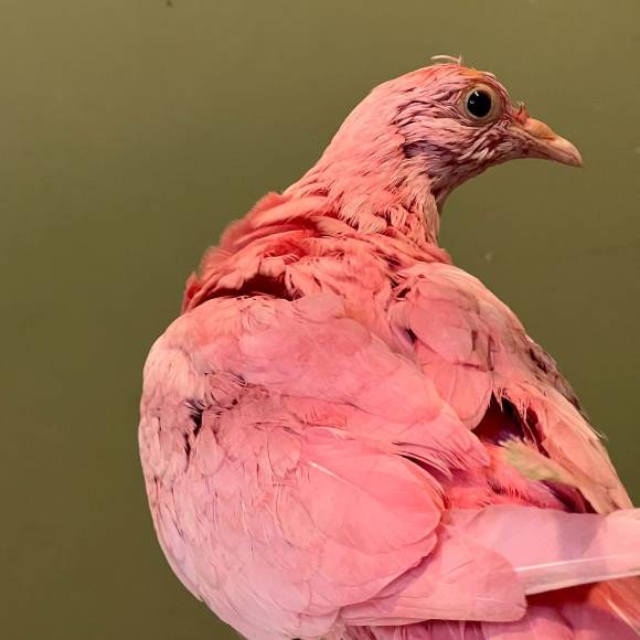 분홍색 비둘기가 끝내 죽었다. [사진=Wild Bird Fund 인스타그램]
