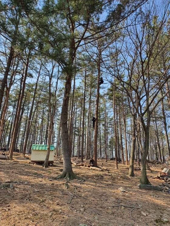 곰들이 방목장에 있는 나무에 오르고 있는 모습. 사진 A씨 부부 유족