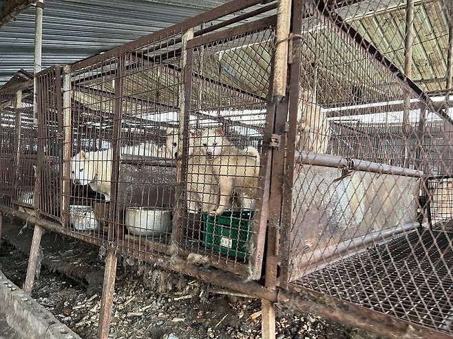 A photo of an illegal dog farm in Ganghwa County, Incheon. (ARK 119)