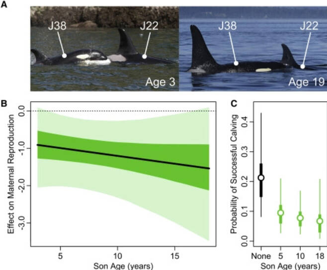 2003년 태어난 수컷 범고래(J38)이 3살일때부터 19살까지 어미 범고래(J22)와 함께 하는 모습. / 사진=커런트 바이올로지(Current Biology)