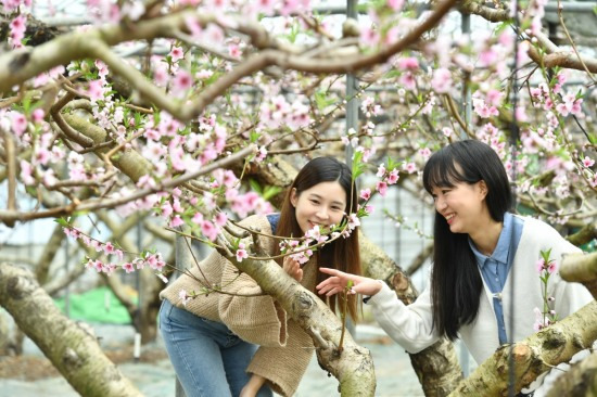 경북 경산시 압량읍의 한 비닐하우스 안에 활짝 핀 복사꽃을 배경으로 시민들이 사진을 찍고 있다.[경산시 제공]