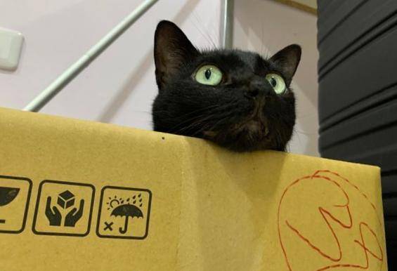 내가 이상한 고양이라고? ETtoday