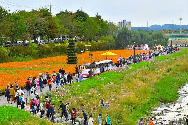 전남 대표축제에 선정된 황룡강 가을꽃축제 [전남 장성군 제공. 재판매 및 DB 금지]