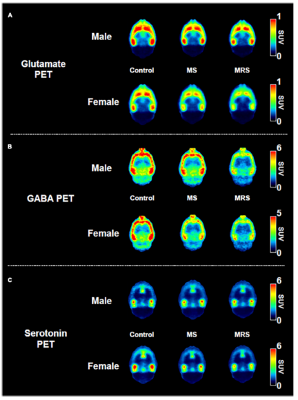 연구팀이 정상군(Control), 단일 스트레스군(MS, 모성분리), MRS(이중 스트레스군, 모성분리 외 추가 스트레스 실험) 실험용 쥐 수컷(Male)과 암컷(Female) 각각의 글루타메이트, 가바, 세로토닌 분비-흡수량 차이를 촬영한 PET 영상. [자료=«Frontiers in Psychiatry», 'Effect of developmental stress on the in vivo neuronal circuits related to excitation–inhibition balance and mood in adulthood']