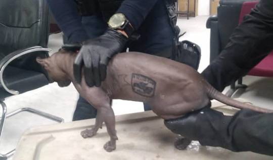 멕시코의 한 교도소에서 마약 카르텔 간부가 키우던 것으로 추정되는 스핑크스 고양이의 몸에 ‘멕시코산’이라는 문구가 새겨져 있다. 로이터 연합뉴스