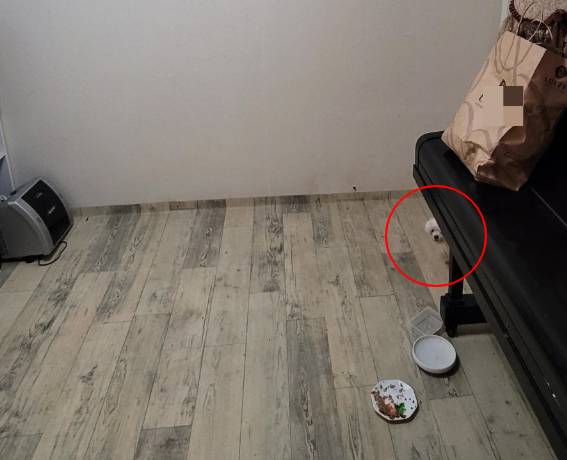 함께 살던 보호자가 떠나고, 고독사 현장에 홀로 남겨져 있던 '행복이'. 밖으로 나오는 것도 무서워 피아노 뒤에 숨어 있었단다. 꼬리를 잔뜩 말고서, 고개만 살짝 내밀고서. 떠난 뒤에 남겨지는 존재들, 맘 아픈 장면이다./사진=김새별 바이오해저드 대표