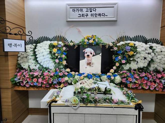 이름처럼 행복한 삶이었을까. 데려온 몇 달 동안이나마 그리 해주지 못한 것 같아서, 김새별 대표는 행복이에게 미안한 마음이 컸단다. 고맙다, 미안하단 말을 하며 마지막 길을 챙겨주었다./사진=김새별 바이오해저드 대표