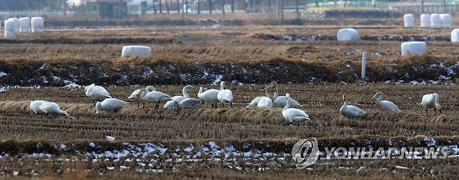 먹이활동 하는 고니 (양양=연합뉴스) 이종건 기자 = 16일 양양지역의 한 들판에서 고니들이 먹이활동을 하고 있다.
    2023.2.16 momo@yna.co.kr