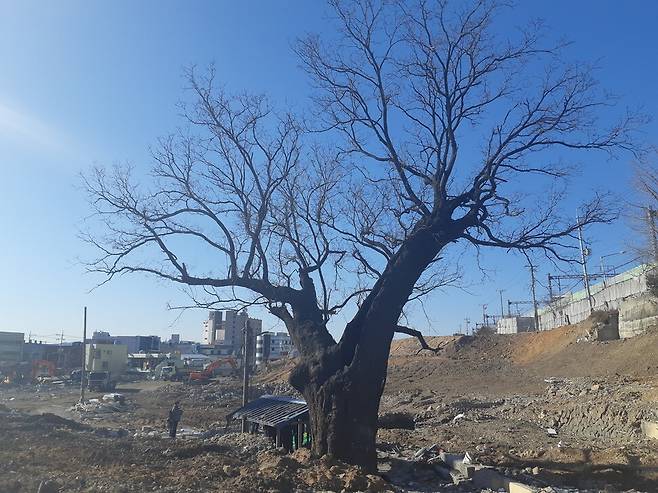 2019년 초 부산 사상구 ‘주례동 회화나무’가 재개발공사 터에 자리잡고 있다. 웅장한 노거수가 자유분방하게 가지를 뻗었다. 회화나무는 겨울 나목의 모습도 아름답다는 평가를 받는다. 바로 옆 건물은 이 마을의 공동우물이다. 김동필 제공