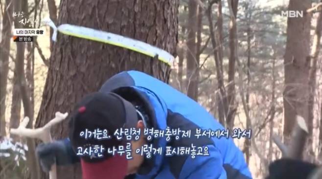 지난 15일 방송된 MBN ‘나는자연인이다’에서 자연인 A씨가 소나무재선충병으로 고사한 나무를 땔감으로 운반하면서 해당 고사목이 산림청에서 재선충병 감염목임을 표시한 나무라고 설명하고 있다. MBN ‘나는자연인이다’ 갈무리.