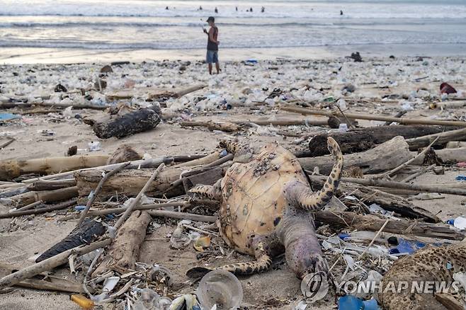 플라스틱 쓰레기 널린 발리 해변의 거북이 사체 [EPA=연합뉴스 자료사진]