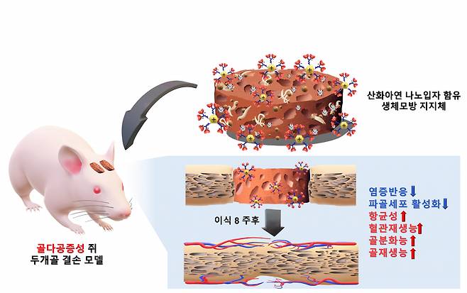 산화아연 나노입자 함유 생체모방 지지체의 골다공증성 쥐 두개골 결손 모델 이식 모식도.[차의과대학 제공]