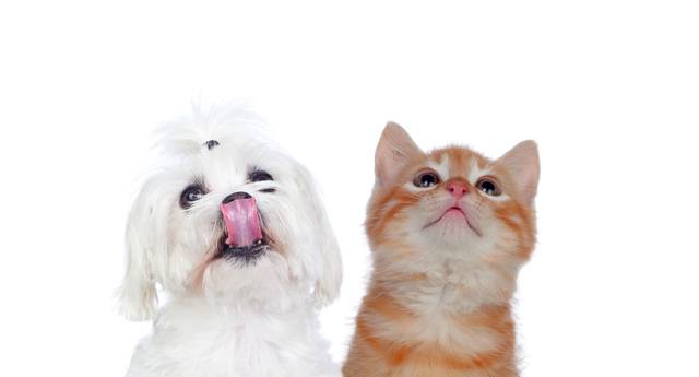 사람은 고양이와 강아지를 봤을 때 직관적으로 둘을 구분할 수 있습니다. 그러나 컴퓨터는 사람과 달리 직관력이 없습니다. 고양이와 강아지를 구분하는 특징을 일일이 주입해줘야 합니다. 이미지투데이