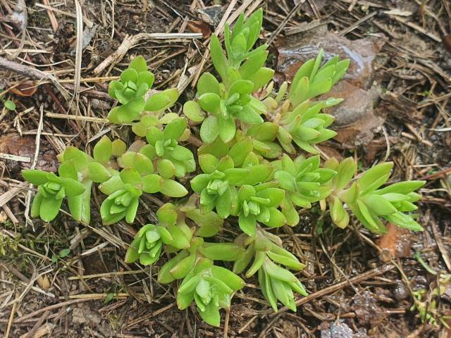 ▲&nbsp;돌나물&nbsp;