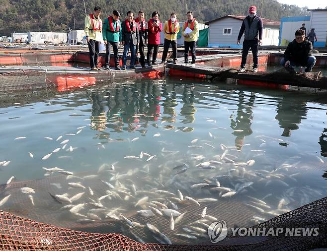 여수 양식장 물고기 폐사 [연합뉴스 자료사진]