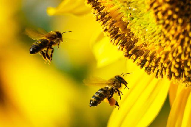 꿀벌은 식물의 수정을 돕고 꿀을 만드는 고마운 곤충이다. 게티이미지뱅크