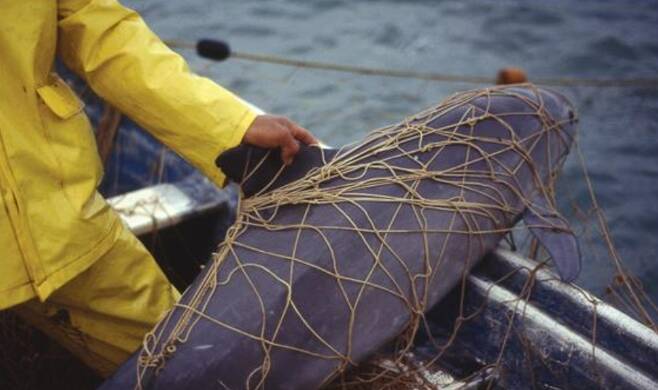 바키타돌고래는 그물망에 걸려 물밖으로 나오면 대부분 목숨을 잃는다. 사진=WWF 제공