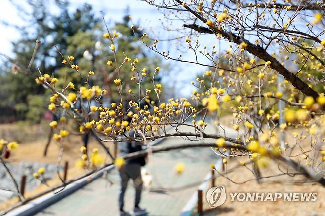 '봄 오다' [연합뉴스 자료사진]