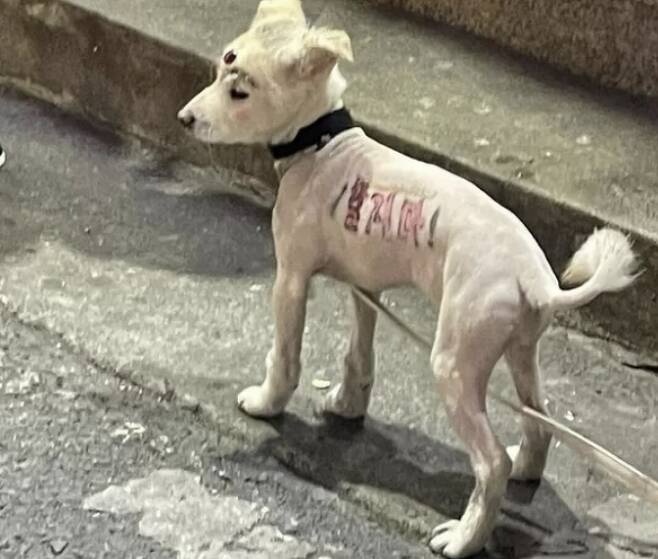지난 3일 경산 조영동 일대에서 몸에 털이 밀린 채 낙서돼 있는 개가 발견됐다. [사진 = 케어 인스타그램 갈무리]
