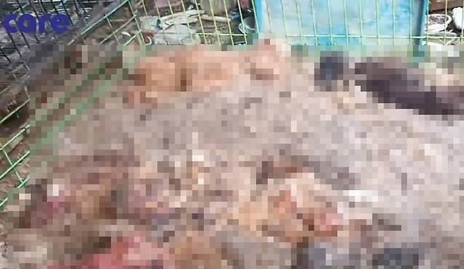 [서울=뉴시스] 전재훈 기자 = 경기도의 한 주택에서 1000여마리의 개가 굶어 죽은 채 발견돼 경찰이 수사에 나섰다. (사진=케어 유튜브 캡처) 2023.03.05.  *재판매 및 DB 금지