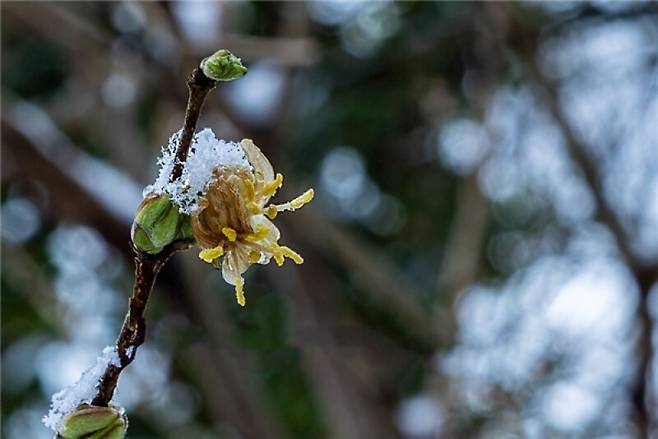 2023년 1월 길마가지나무 꽃이 추위에 시들고 있는 모습. 이영선 시민 과학자 제공
