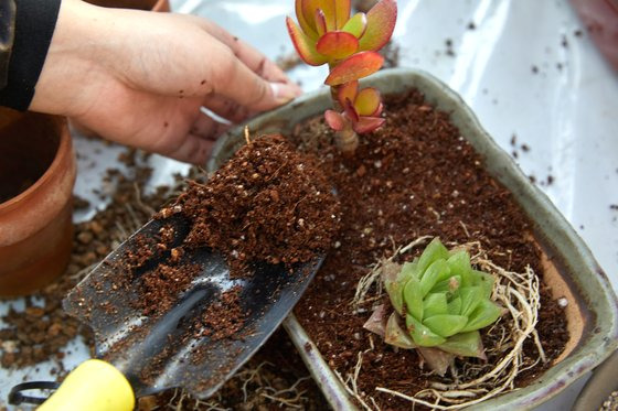 토양은 마사·색돌로 화분을 꾸밀 공간을 만들기 위해, 화분 가득 담지 말고 2~3cm 정도 남겨둔다.