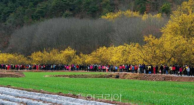 의성 산수유축제