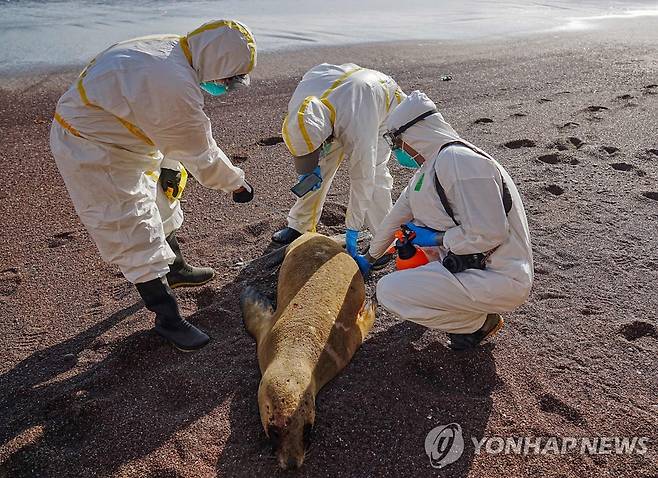 바다사자 사체를 살피는 페루 전문가들 (AFP=연합뉴스) 3일(현지시간) 페루 SERNANP가 공개한 사진. 전문가들이 페루 파라카스 국립자연보호지구에서 발견된 바다사자의 사체를 살펴보고 있다. [재판매 및 DB 금지]