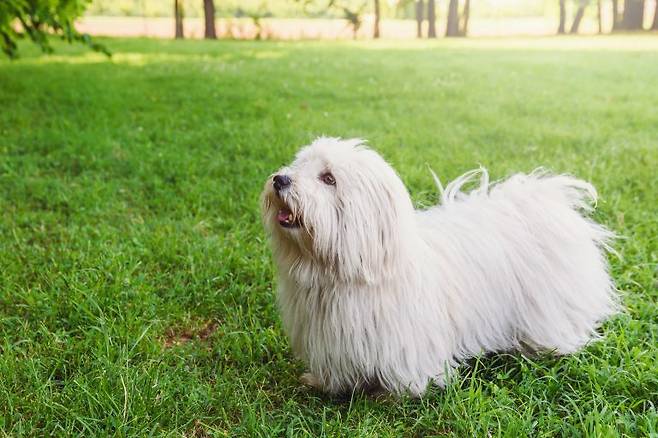 털 긴 강아지!🐶 장모종 견종 7가지 알아보기 | 비마이펫