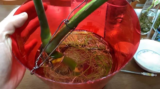 출처: 미원 비료를 준 몬스테라 뿌리