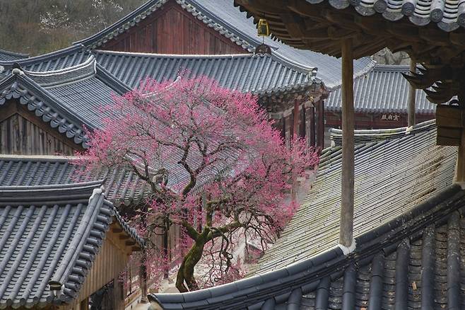 구례 화엄사의 홍매화. 사진제공|구례군청.