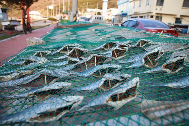 지난달 28일 오전 전남 신안군 가거도항 주변 생선 건조대에 어민들이 손질한 민어 등 생선이 널려 있다.