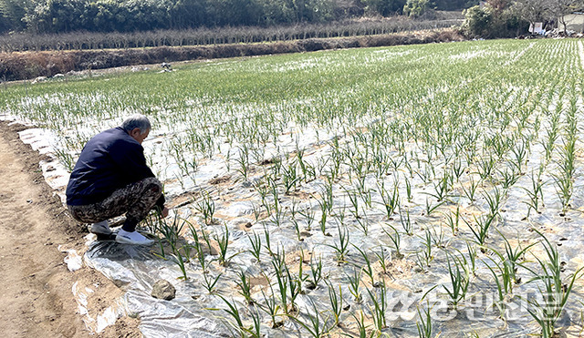 전남 고흥군 도덕면의 한 농민이 가뭄으로 결주가 생겨 바닥이 훤히 드러나 보이는 마늘밭을 살펴보고 있다.