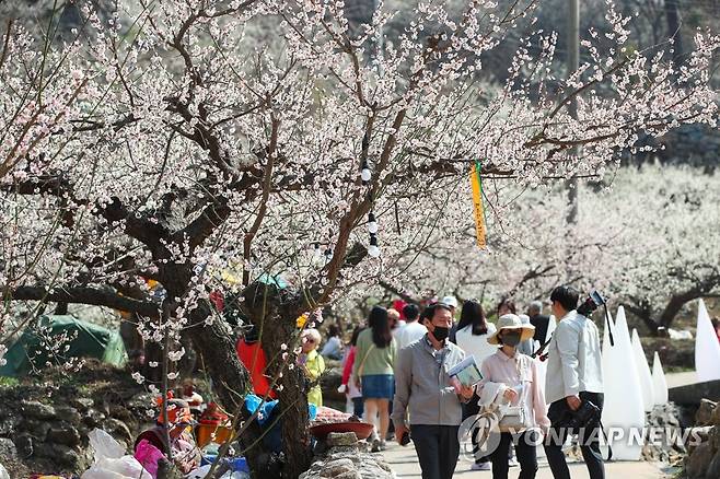 광양매화축제 몰린 관광객 (광양=연합뉴스) 10일 개막한 광양매화축제에 몰린 관광객들. 2023.3.10 [광양시 제공. 재판매 및 DB 금지] cbebop@yna.co.kr