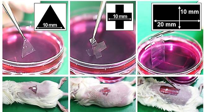 연구진은 개발한 세포 스티커를 실험용 쥐에 적용한 결과 빠른 상처 재생 효과를 확인했다고 12일 밝혔다./포스텍 제공