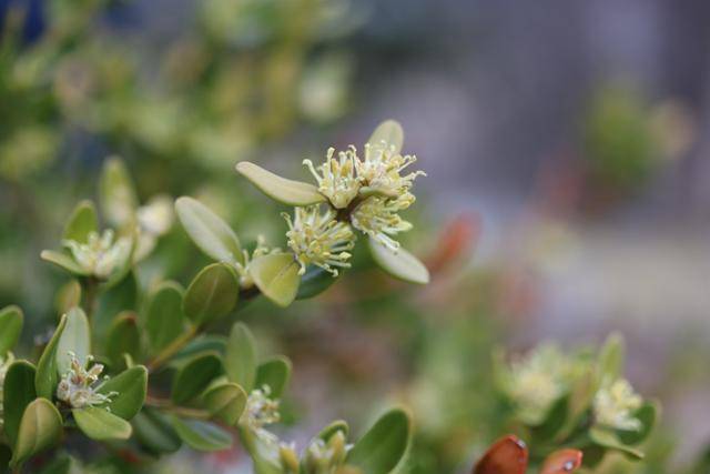 회양목 꽃은 매화나 산수유처럼 이른 봄에 핀다.