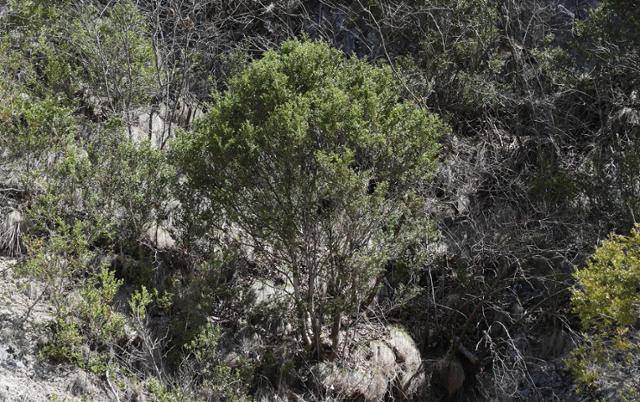 석회암 지대 회양목 군락지. 저마다 다양한 모습으로 자유롭게 산다.
